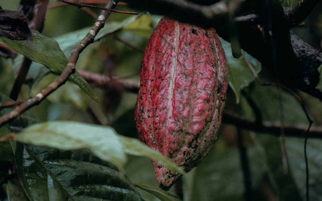 How the Rising Cost of Cocoa is Reshaping the Chocolate Industry
